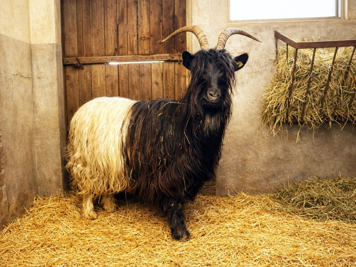 Neuzugang mit Geschichte: Schwarzhalsziege �Madonna� zieht in den Tierpark Niederfischbach ein