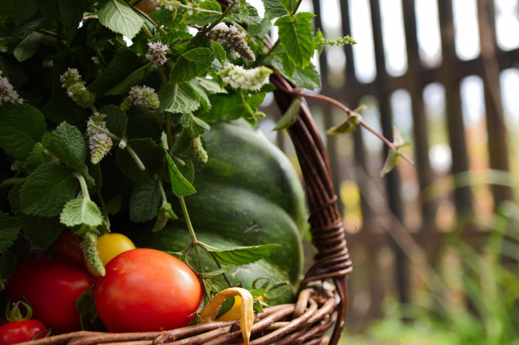 Tomatentage in Ingelbach - Ein Fest f�r alte Sorten