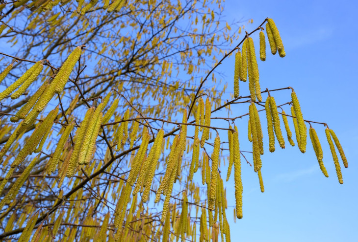Fr�her Pollenflug in Rheinland-Pfalz: Haselpollen belasten Allergiker