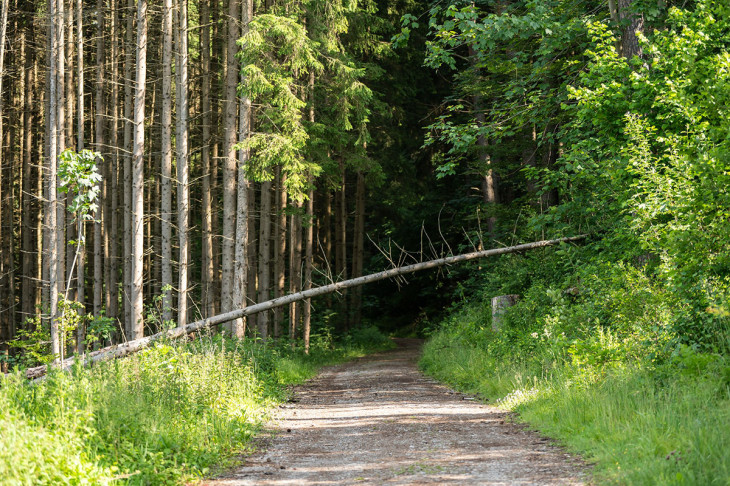 Rheinland-Pfalz vernetzt seine Wälder: Innovative App zur Meldung von Forst-Problemen
