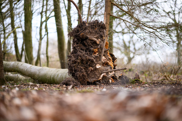 Gefahr im Wald: Was Spaziergänger in Rheinland-Pfalz beachten sollten