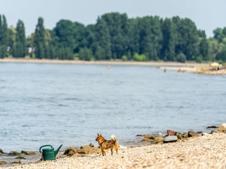 Drei Vermisste bei Biblis: Rhein-Suche ohne Erfolg, Polizei bittet um Hilfe