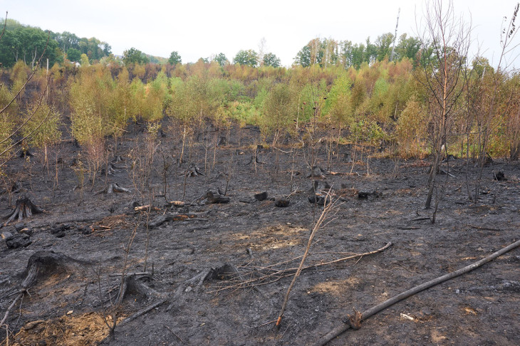 Waldbrand-Einsätze im Westerwald erfolgreich beendet