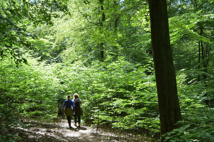 Pollenwolken im Wald: Warum B�ume in Rheinland-Pfalz besonders stark bl�hen