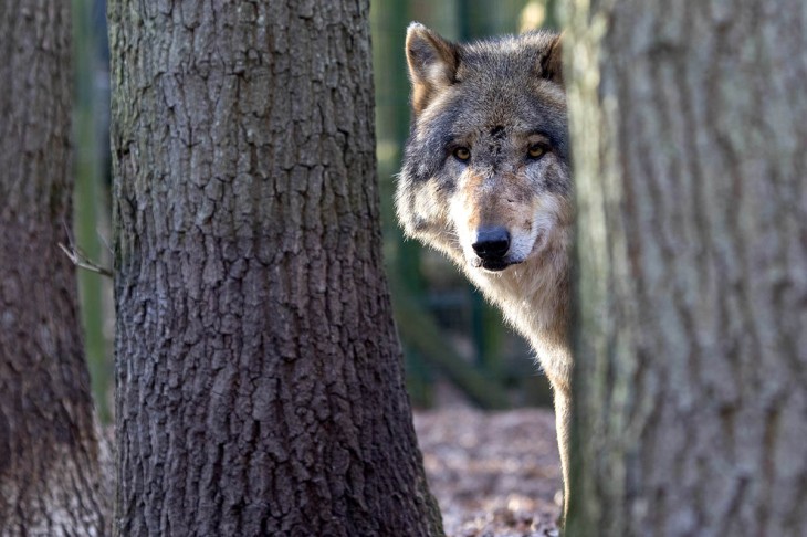 Gericht stoppt geplanten Wolfabschuss im Westerwald