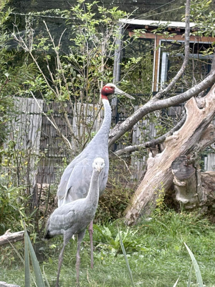 Paradieskranichk�ken bei den Paradieskranichen.