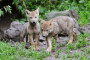 Wolf-Sonntag an der Westerw�lder Seenplatte: Spannende Einblicke in das Leben der W�lfe