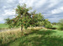 Streuobstwanderung bei Asbach: ANUAL e.V. zeigt alte Sorten und Lebensr�ume