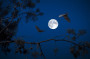 Fledermaus-Exkursion in H�bingen: Ein Abend voller Entdeckungen