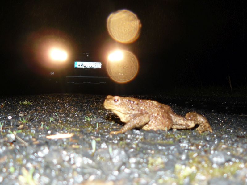 Erdkrte beim gefhrlichen berqueren der Fahrbahn. Fotos: SGD Nord