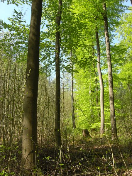 Lebensraum Laubwald: NABU Rennerod ldt zu Vortrag ein