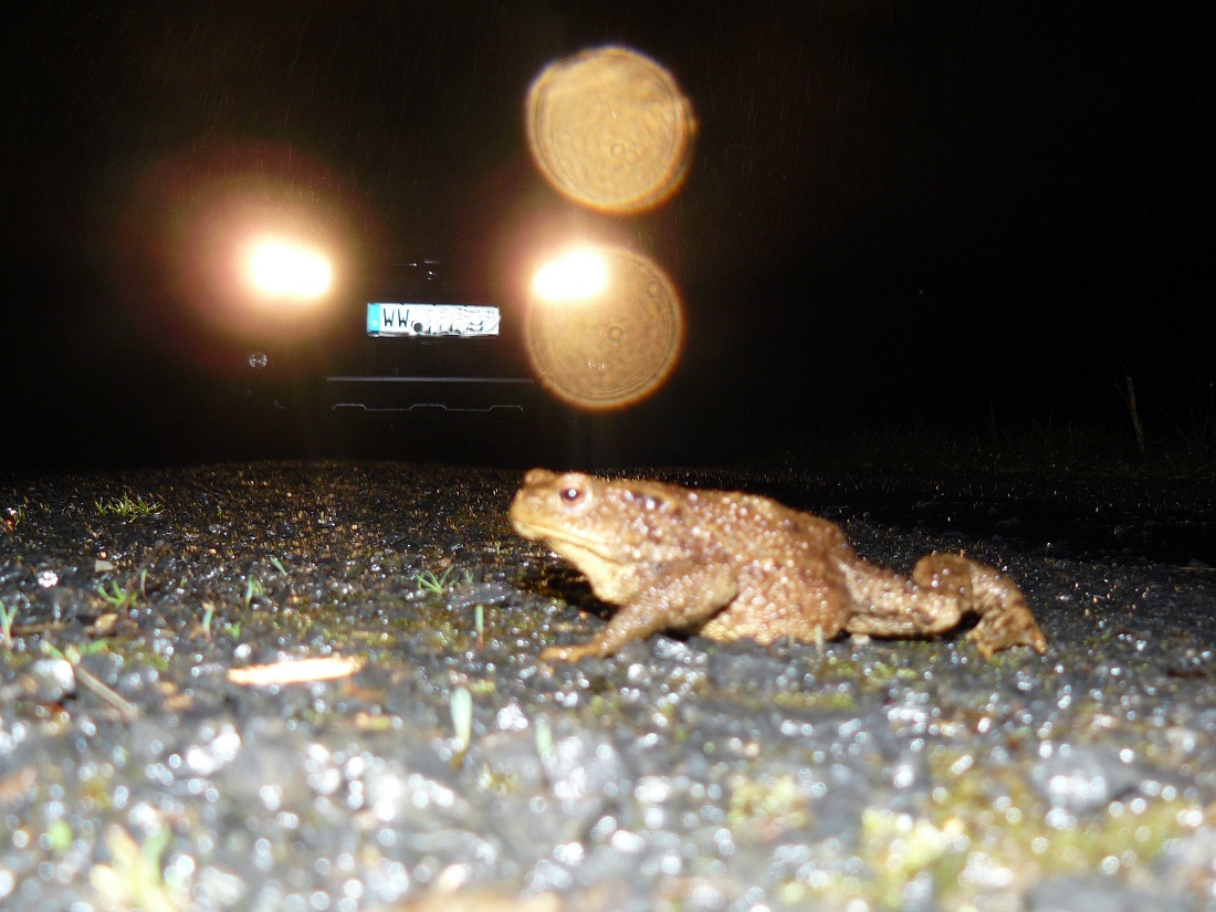Eine Erdkröte benötigt etwa 15 Minuten, um eine Straße zu überqueren. (Foto: SGD Nord)