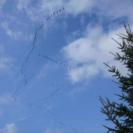 Kraniche ziehen ber den Westerwald. Foto: SGD Nord