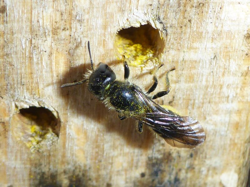 Weltbienentag: SGD Nord will Bewusstsein fr Bienenschutz strken