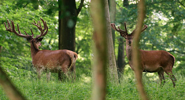 Viele Fragen filmisch verarbeitet: Wem gehrt die Natur?