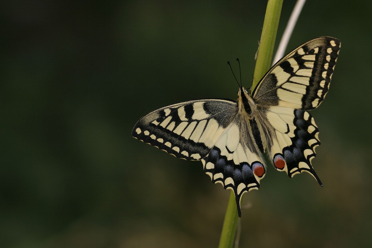 Foto: Jonathan Fieber