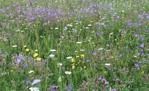 SGD Nord untersttzt Landwirte mit Viehfutter von Naturschutzflchen