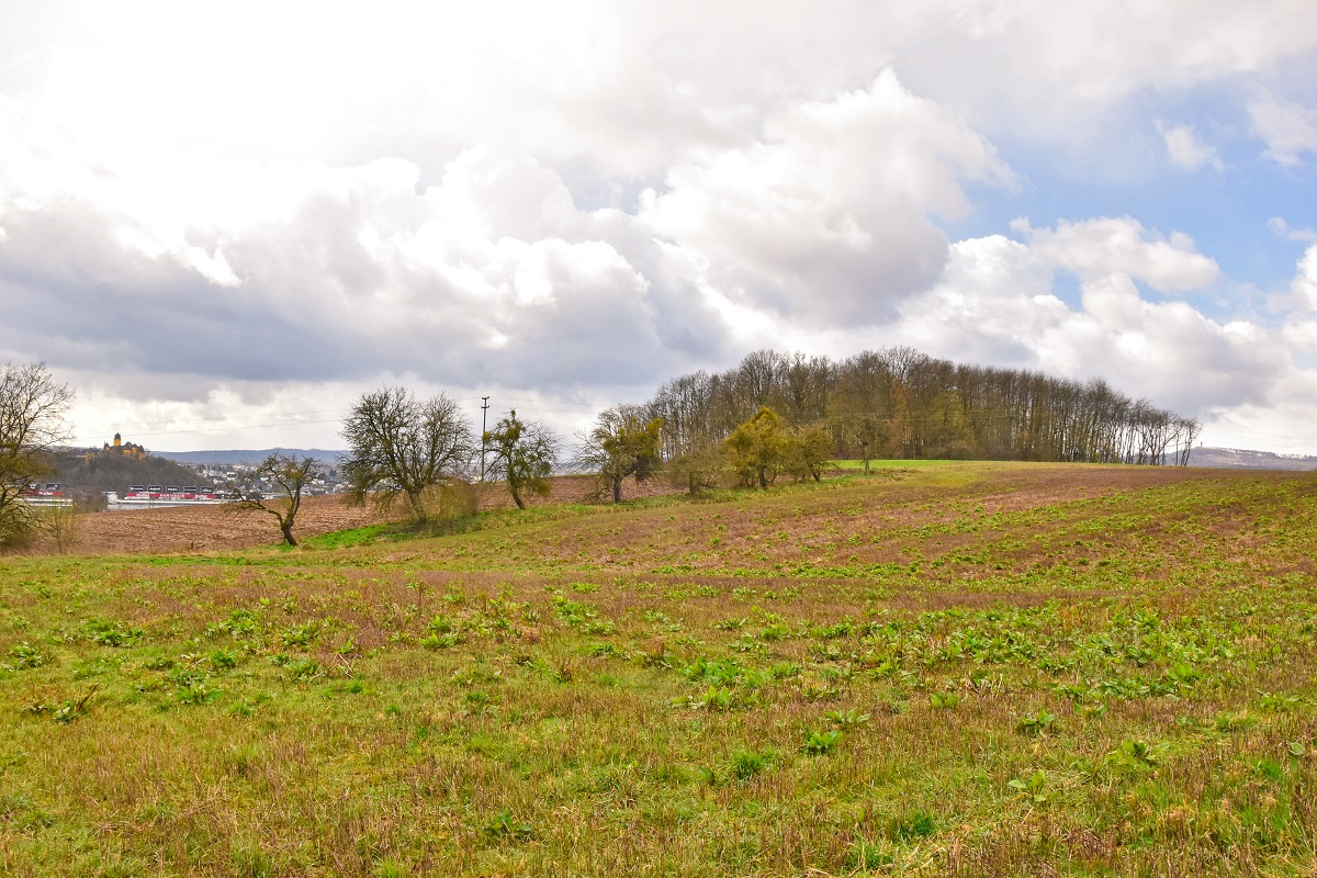 Beulkpfchen, das dem Gewerbegebiet zum Opfer fallen soll. (Foto: Immo Vollmer/Naturschutzinitiative e.V. (NI))