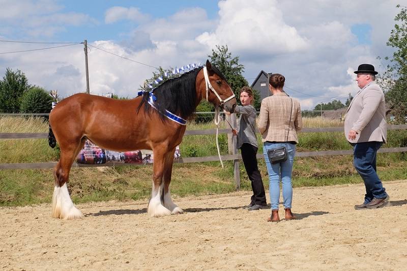 Jennifer Hermann mit ihrer erst zweijhrigen Stute Zoe. Zoe wurde wenige Tage nach der 2018 im Ort statt gefundenen 525-Jahr-Feier, bei der die Shire Connection mitwirkte geboren. Die junge Hbsche wurde nach dem damals durchziehenden Wettertief benannt. (Fotos: KathaBe)