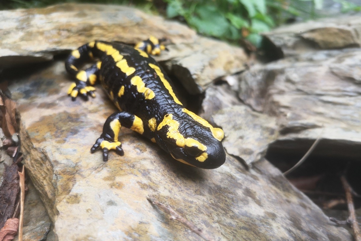 Die neu angekommenen Feuersalamander fhlen sich im Zoo jetzt schon wohl. (Foto: Zoo Neuwied)