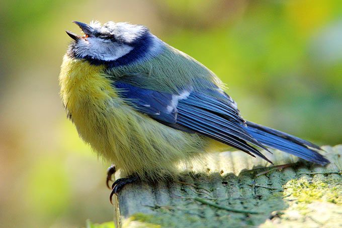 Kranke Blaumeise. Foto: Otto Schfer, NABU