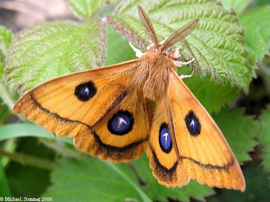 Nagelfleck (Aglia tau) Mnnchen, Foto: Michael Stemmer