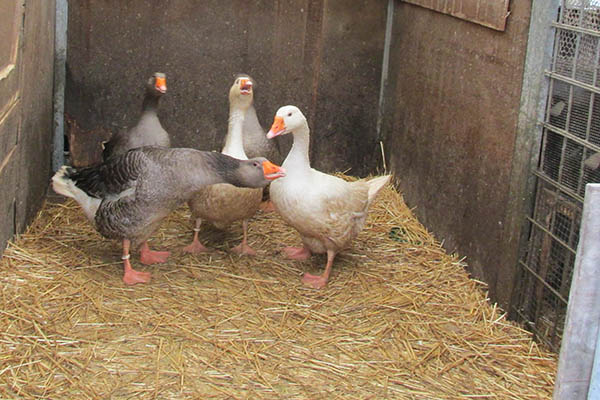 Gnse und andere Hausgeflgelarten drfen im Westerwaldkreis ab Aschermittwoch wieder ins Freie. Vorsichtsmanahmen gegen die Verschleppung des Vogelgrippevirus sind jedoch weiterhin vorgeschrieben. Foto: Pressestelle der Kreisverwaltung