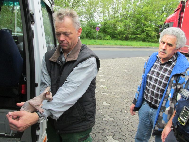 Amtstierarzt Wolfram Blecha und Harald Lind, Leiter des Tierheims Montabaur, mit einer der jungen Nacktkatzen, die auf der Autobahnraststtte Landsberg an der Warthe von der Kreisverwaltung beschlagnahmt wurden. Foto: Pressestelle der Kreisverwaltung.