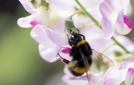 Bienen, Hummeln und Hornissen sind besonders geschtzt. (Foto: Kreisverwaltung des Westerwaldkreises)