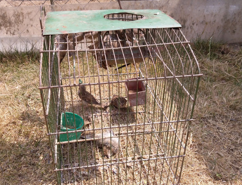 In diesem umfunktionierten Vogelkäfig hat ein Hühnerhalter Spatzen gefangen. Mitarbeiter der Kreisverwaltung befreiten die Vögel. (Foto: Kreisverwaltung des Westerwaldkreises)

