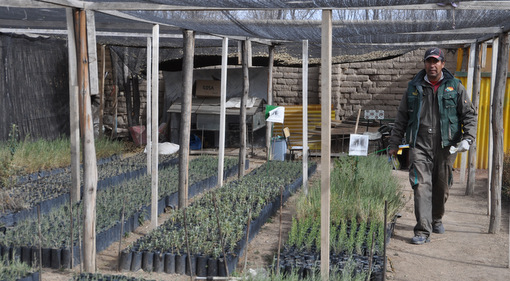 Aktiv gegen den Klimawandel: Baumschule der Quinoa-Kleinbauerngenossenschaft Anapqui in Bolivien. (Foto: El Puente/faire-woche.de)
