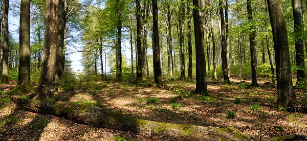 "Wald vor Basalt!": Naturwaldreservat Nauberg erhalten