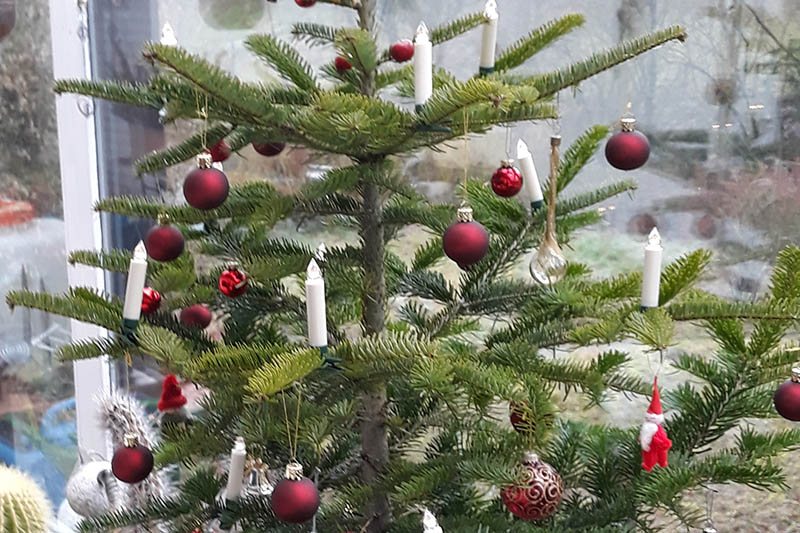 Weihnachtsbume werden zu Wald 