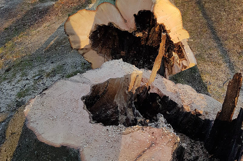 Die dicke Buche am Spielplatz war bereits zur Hlfte hohl. Foto: Frank Krause