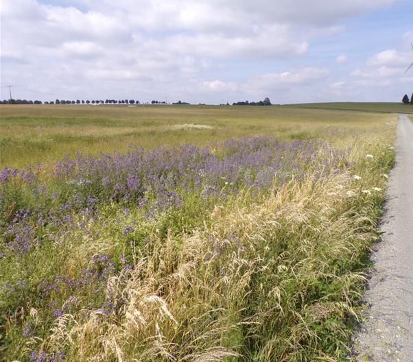 Wegrain. Foto: Pressestelle der Kreisverwaltung des Westerwaldkreises