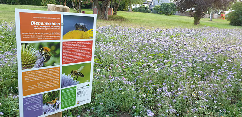 Blumenwiese in Vettelscho 