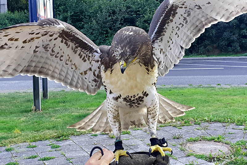 Der sichergestellte Bussard. Foto: Polizei