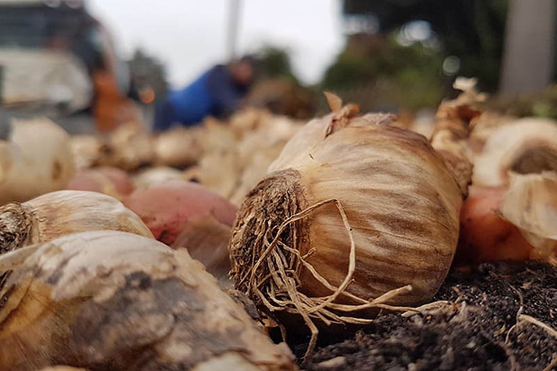 Gartenpflege im Herbst fr ein blhendes und farbenfrohes Frhjahr