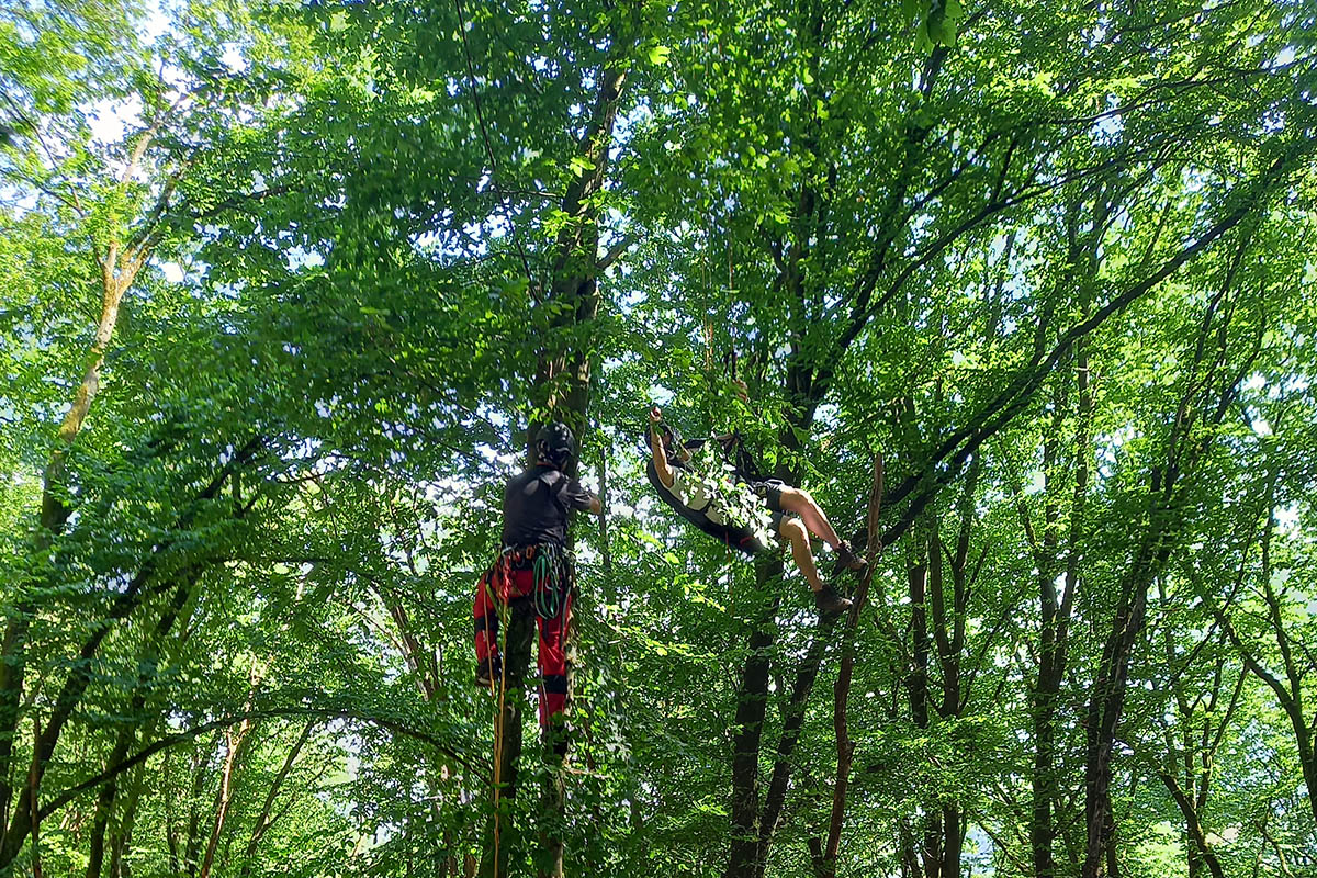 Paraglider landet in Robach im Baum