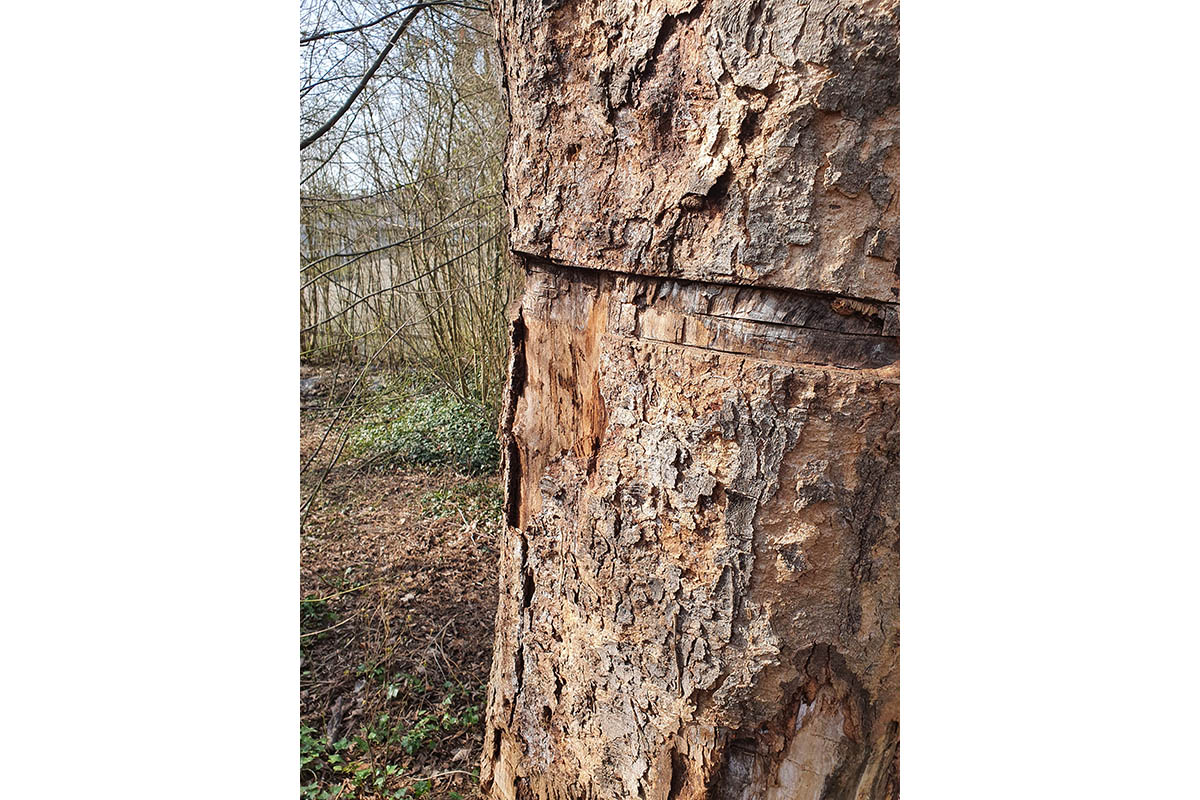 Foto SBN eines beschdigten Baumes.