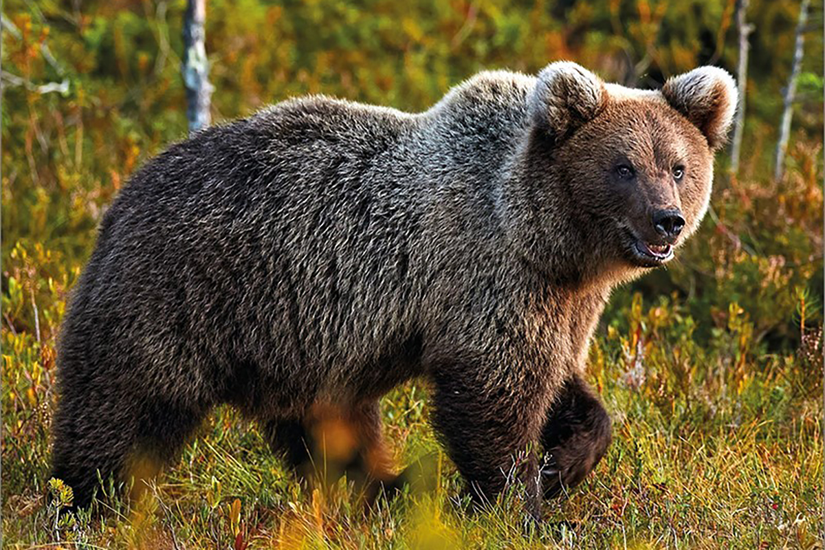 Foto: Naturschutzinitiative e.V. (NI)