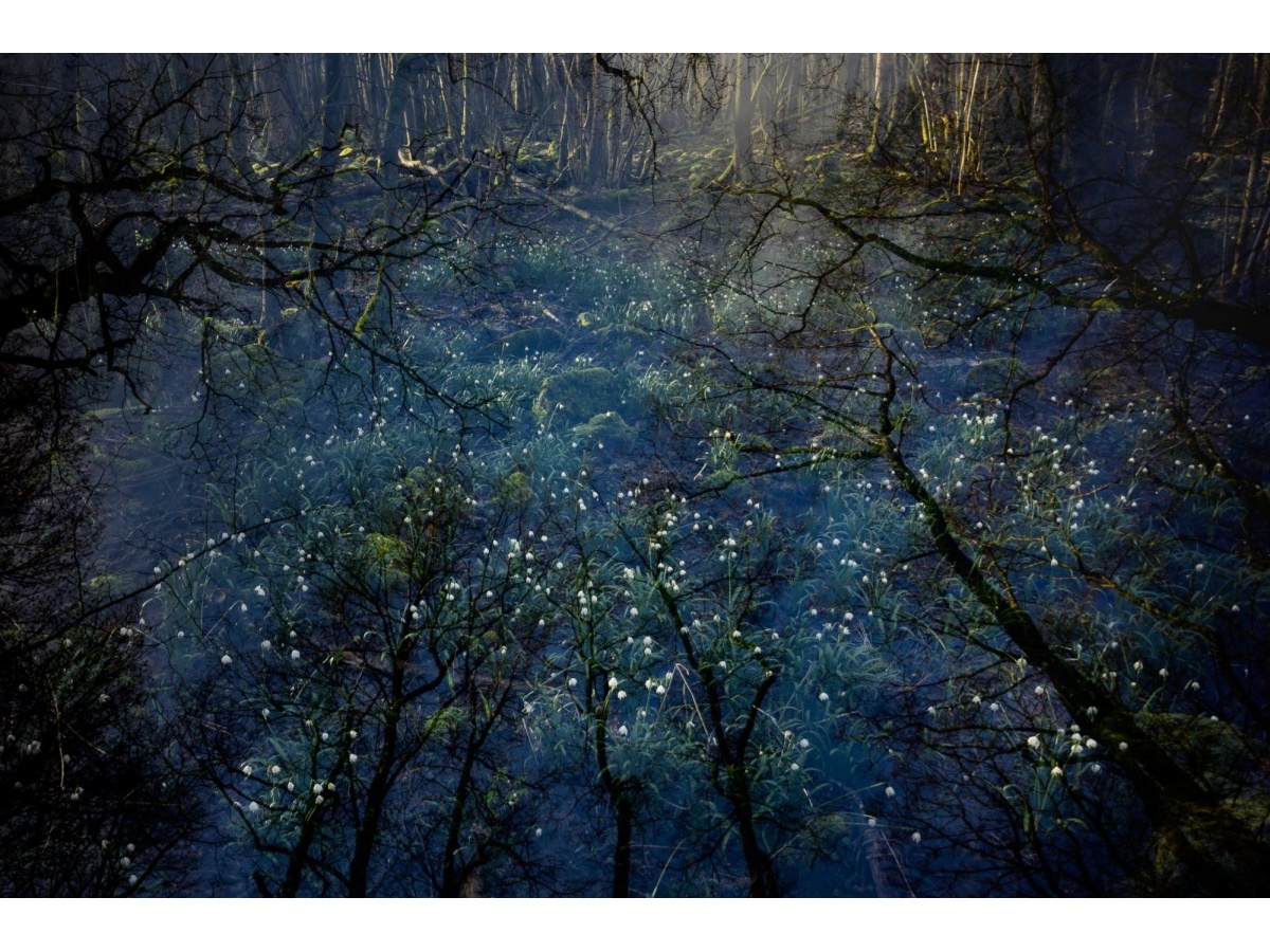 Spring Snowflake Morning (Foto: Thomas Schwarze)