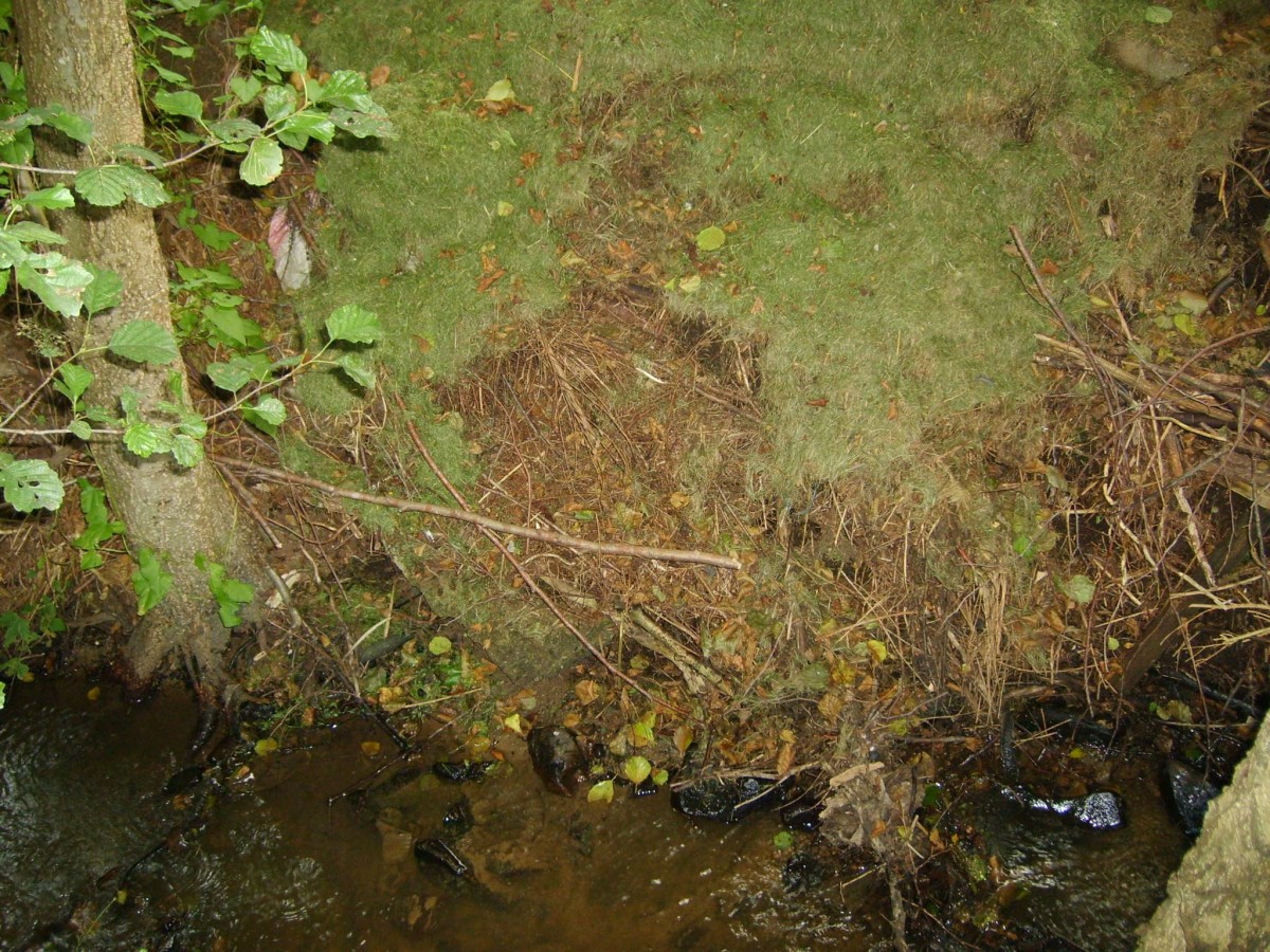 Illegal Grnschnitt in Gewssern zu entsorgen, kann mit Bugeldern geahndet werden. Foto: Kreisverwaltung / Roger Best