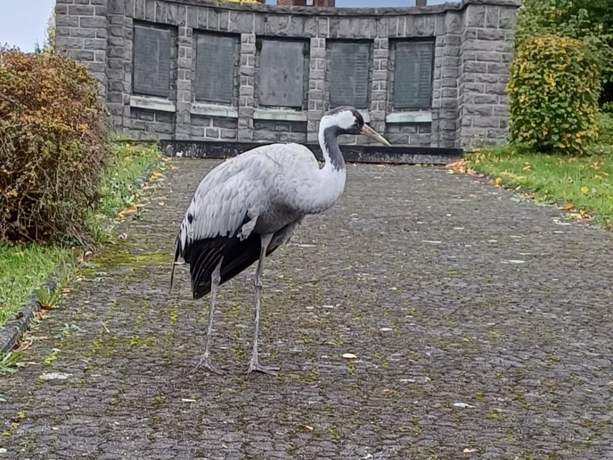 Vogelgrippe-Verdacht im Westerwaldkreis: Manahmen und Empfehlungen