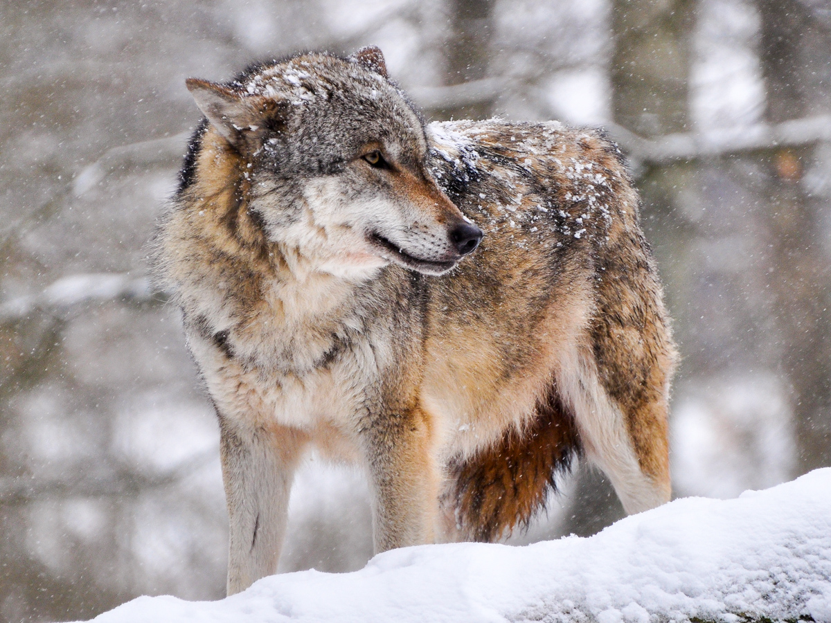 Europischer Wolf (Foto: Harry Neumann)