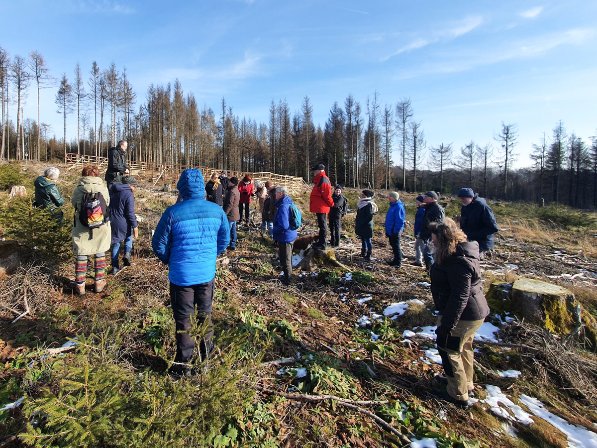 Aufforstung: Frster Frenzel zeigt den Teilnehmenden kleine Fichten mit den Zunen auf der kahlen Flche fr die anstehende Aufforstung im Staatswald
(Foto: Yasmin Wingender)