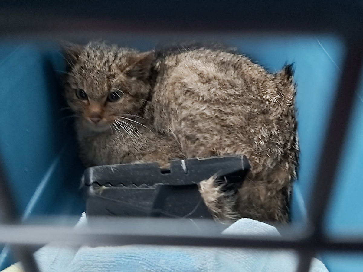 Grausamer Tod fr eine (Wild)-Katze in Weitefeld - Naturschutzinitiative erstattet Strafanzeige 