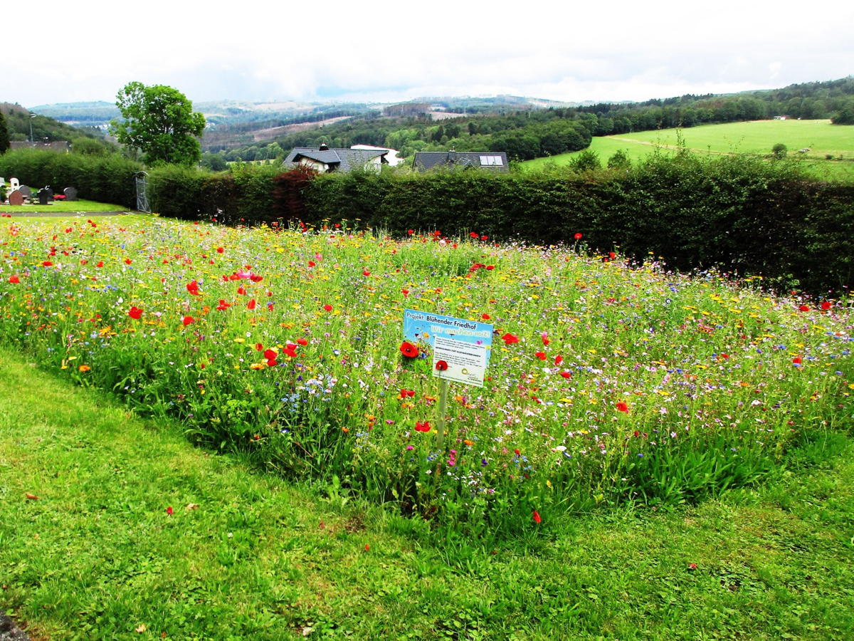 So erblhten im letzten Jahr viele Friedhofsflchen im Kreis Altenkirchen. (Foto: Kreisverwaltung)