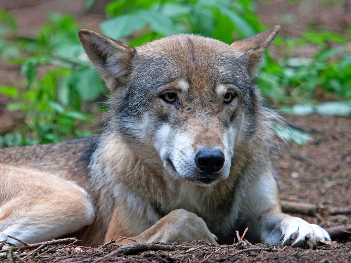 Schutz vor dem Wolf: CDU-Kreisvorstand Neuwied untersttzt "Wolfs-Resolution" 