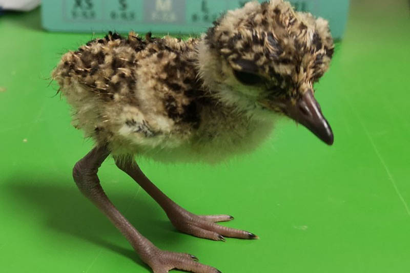 Ein Kken bei den Kronenkiebitzen im Zoo Neuwied